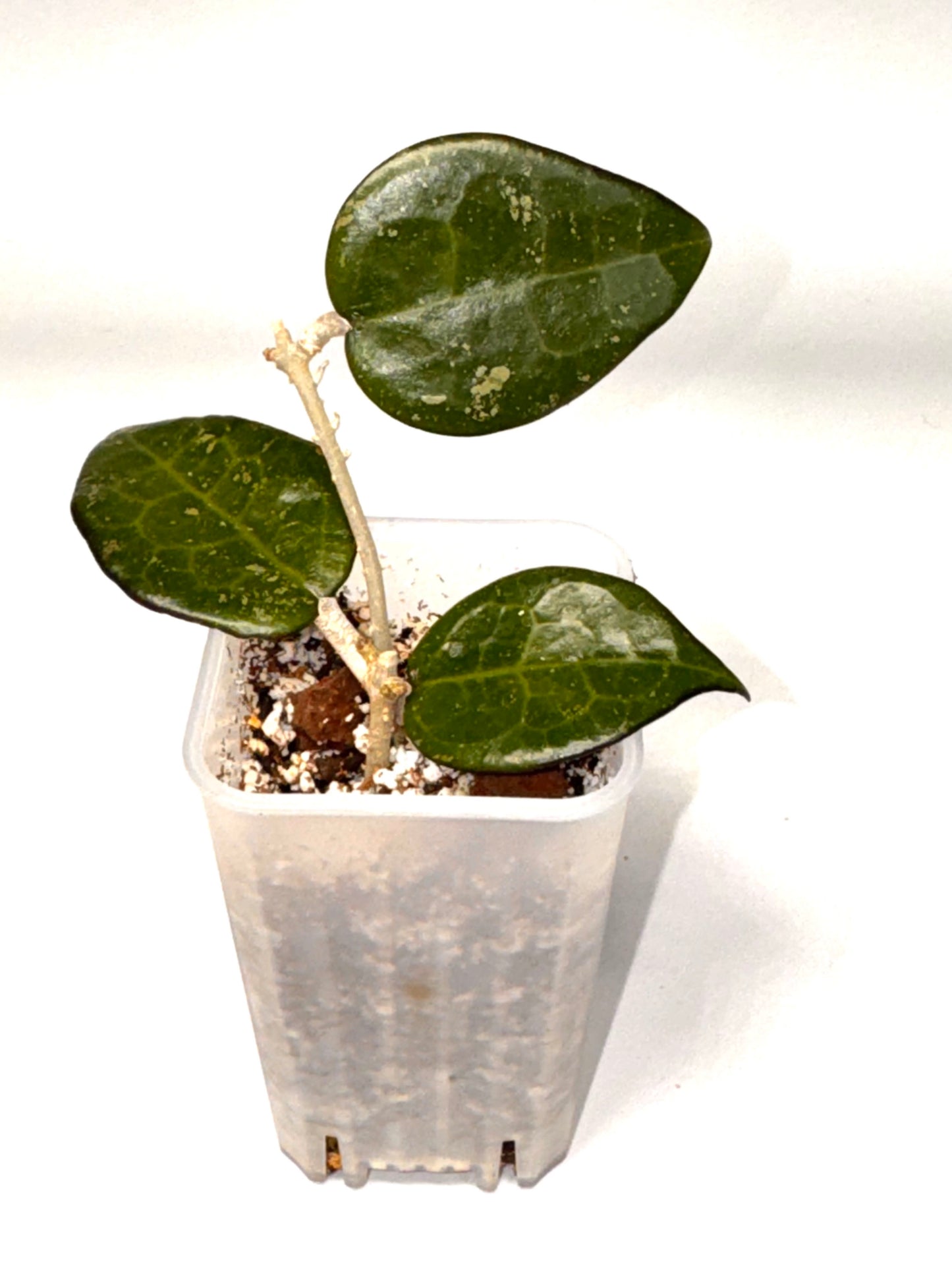 Hoya Parasitica Dark Margin