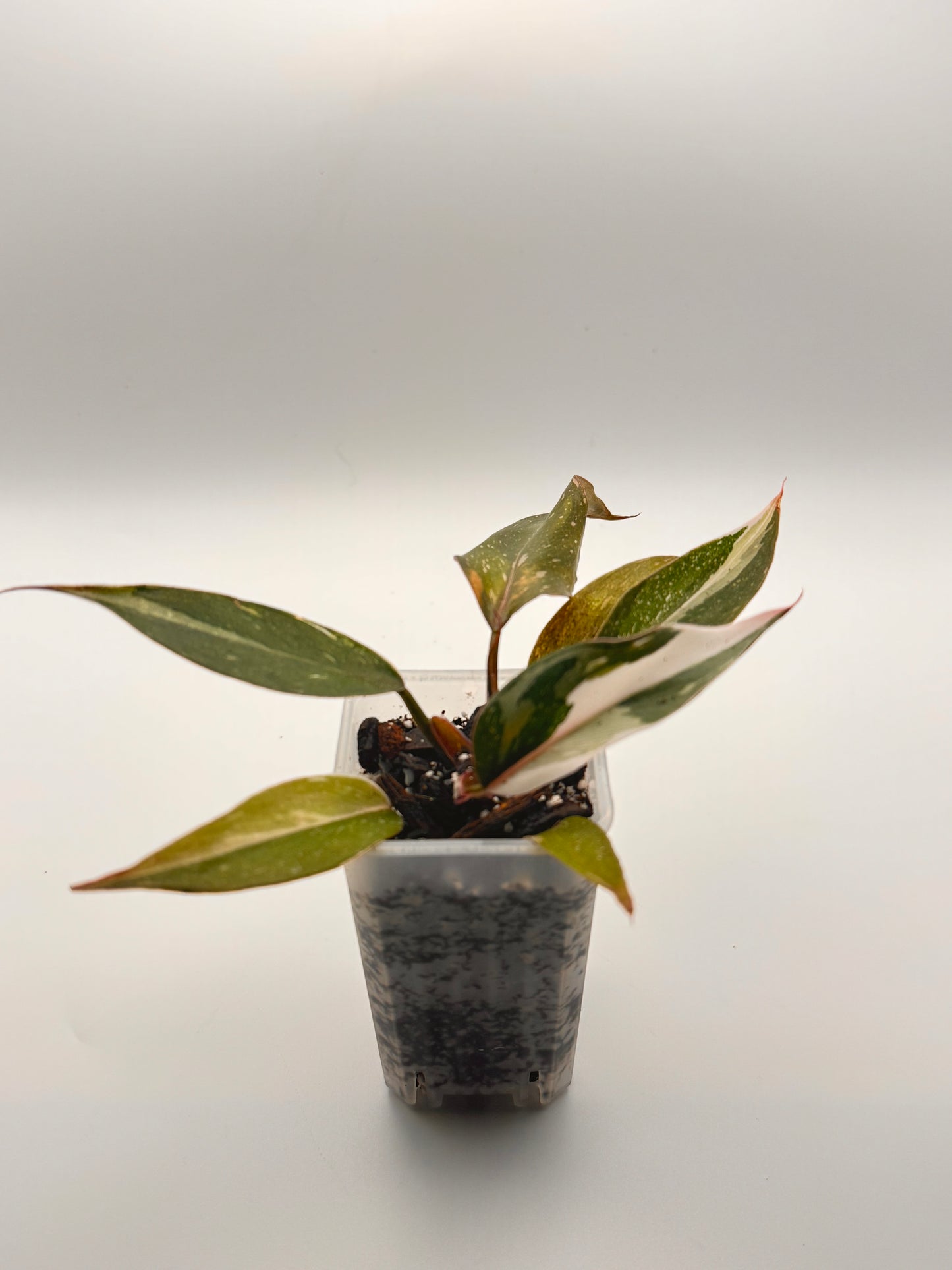Philodendron Pink Princess 2" Starter Pot – Medium Variegation
