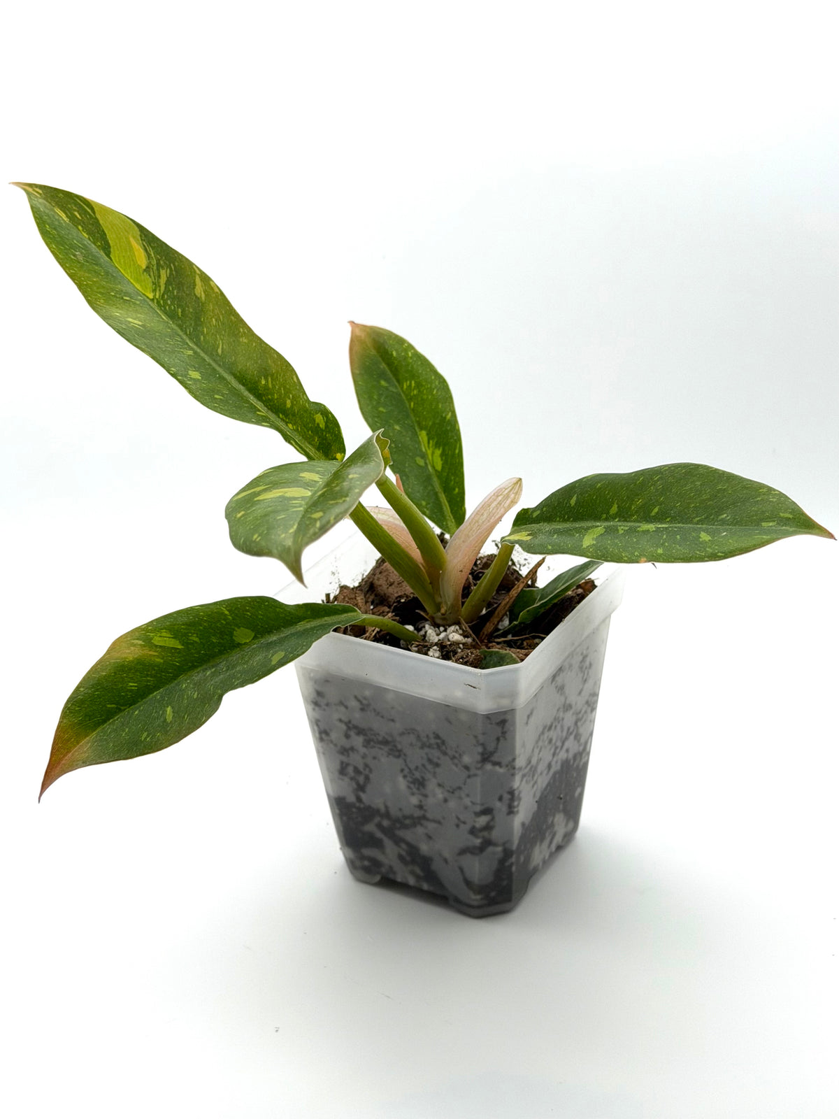 Philodendron Ring of Fire | 3-Inch Pot