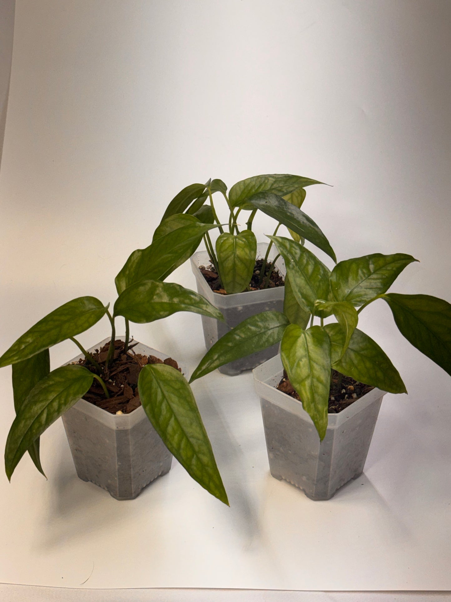 Skeleton Key Pothos - 3" Pot