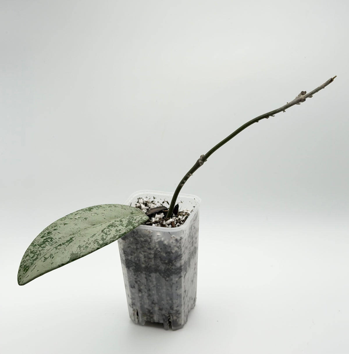 Hoya Pubicalyx Pink Silver Ghost