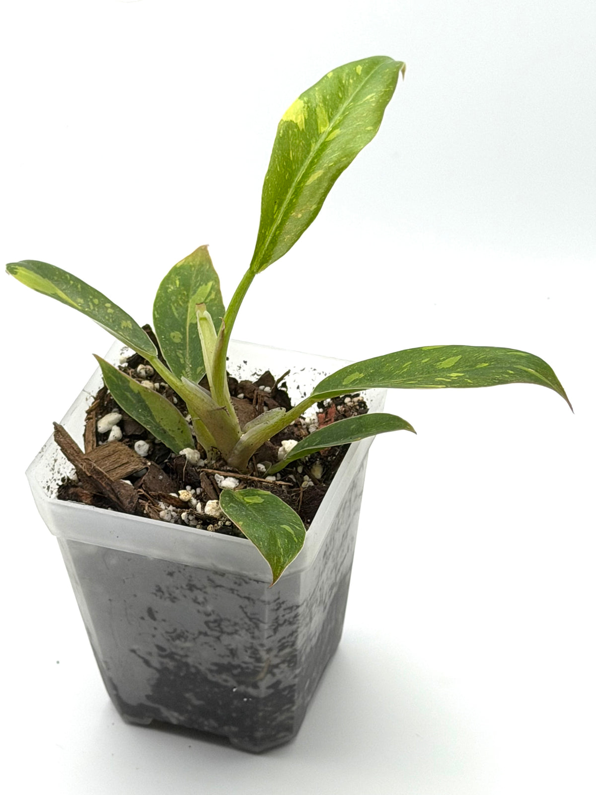 Philodendron Ring of Fire | 3-Inch Pot