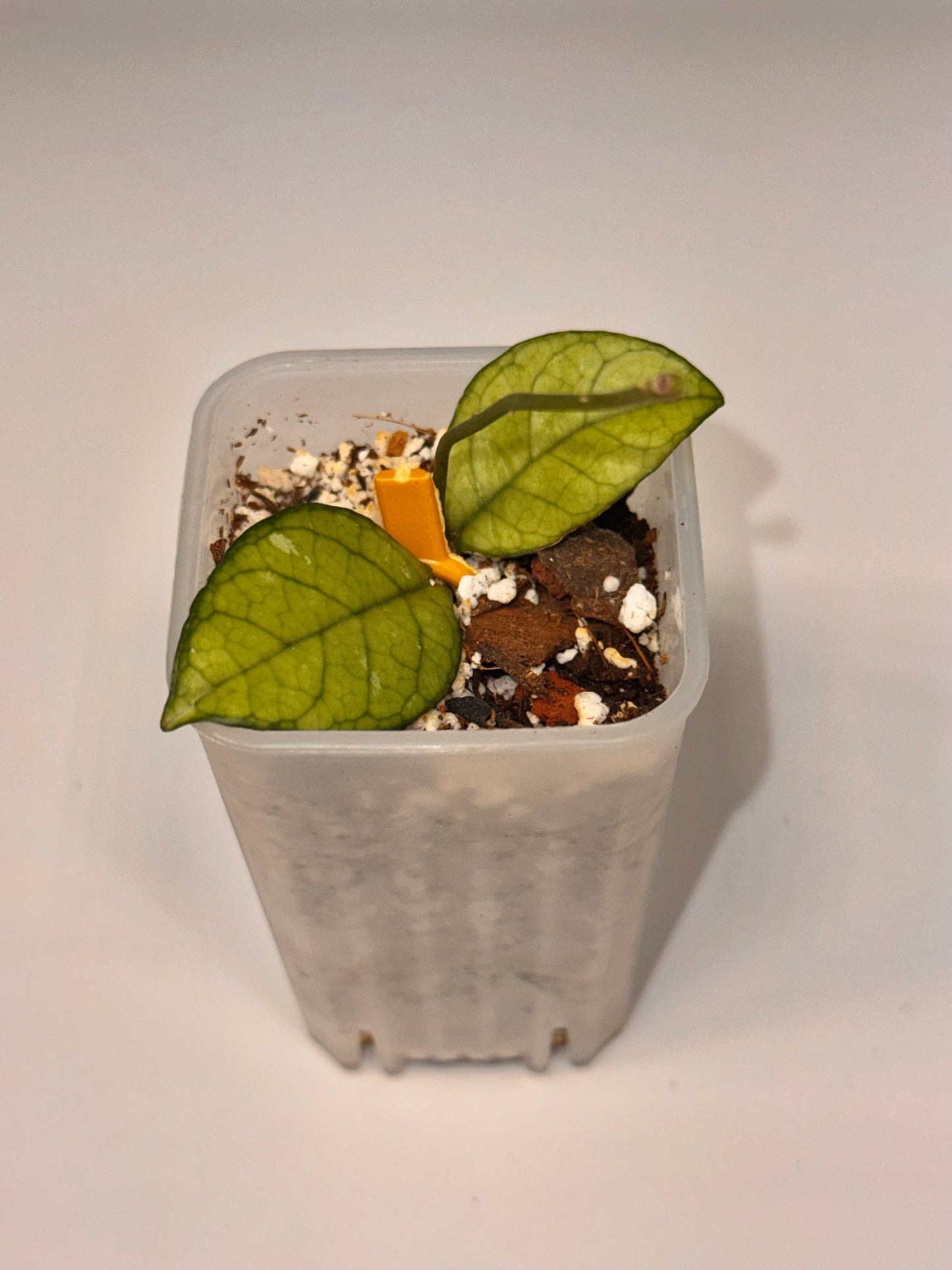 Hoya Crassipetiolata