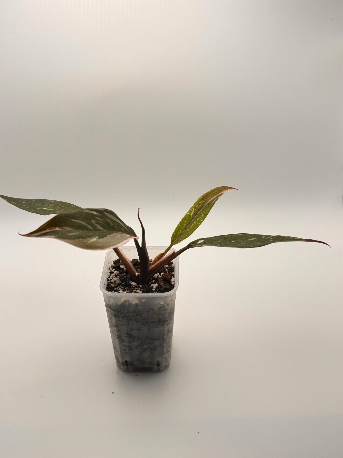 Philodendron Pink Princess 2" Starter Pot