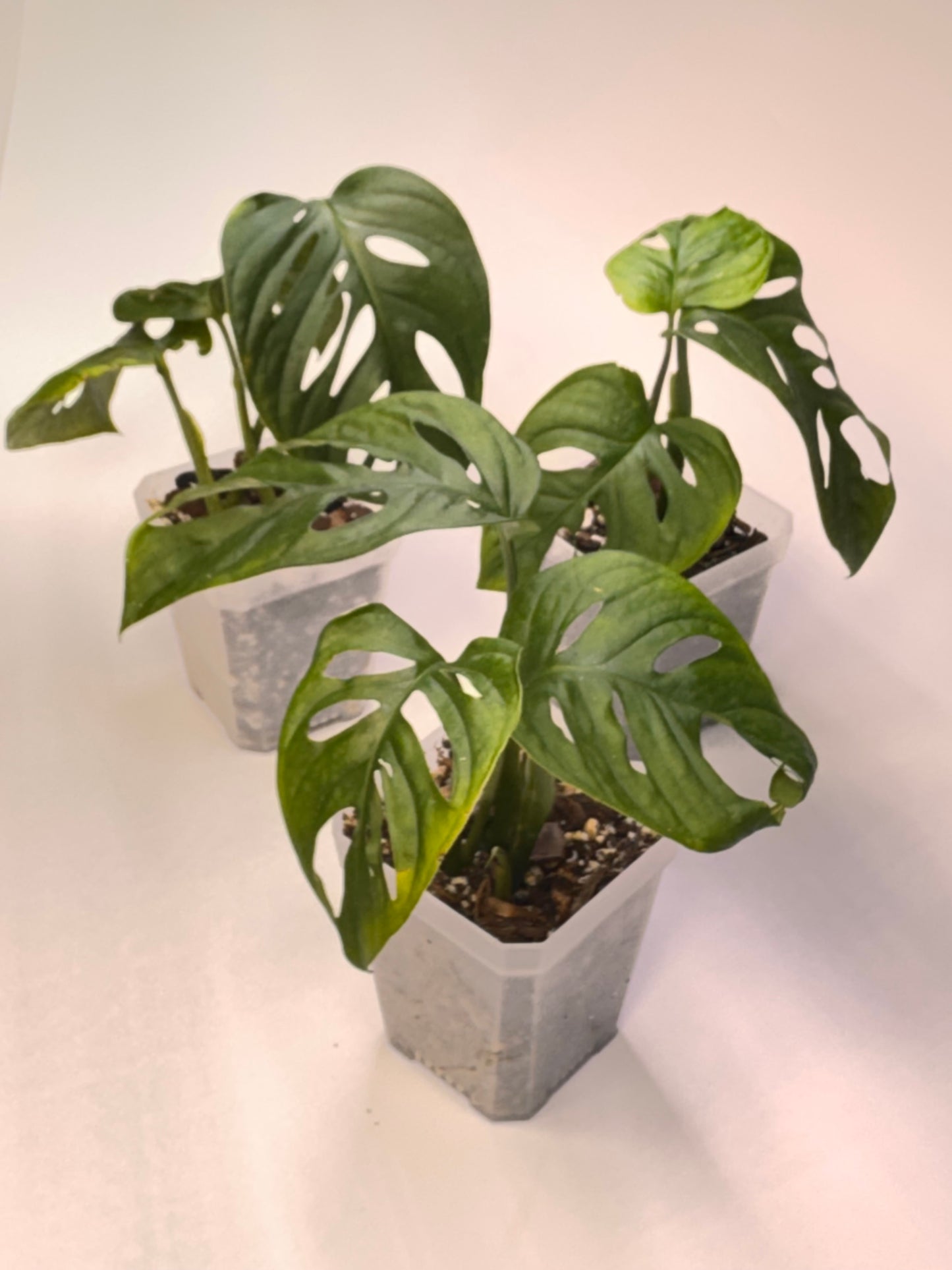 Monstera Adansonii - 4" Pot