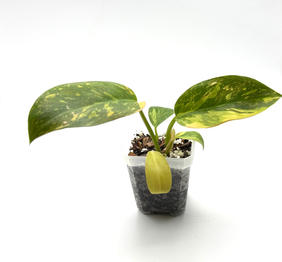Philodendron Nuclear Green Congo Starter | 3-Inch Pot