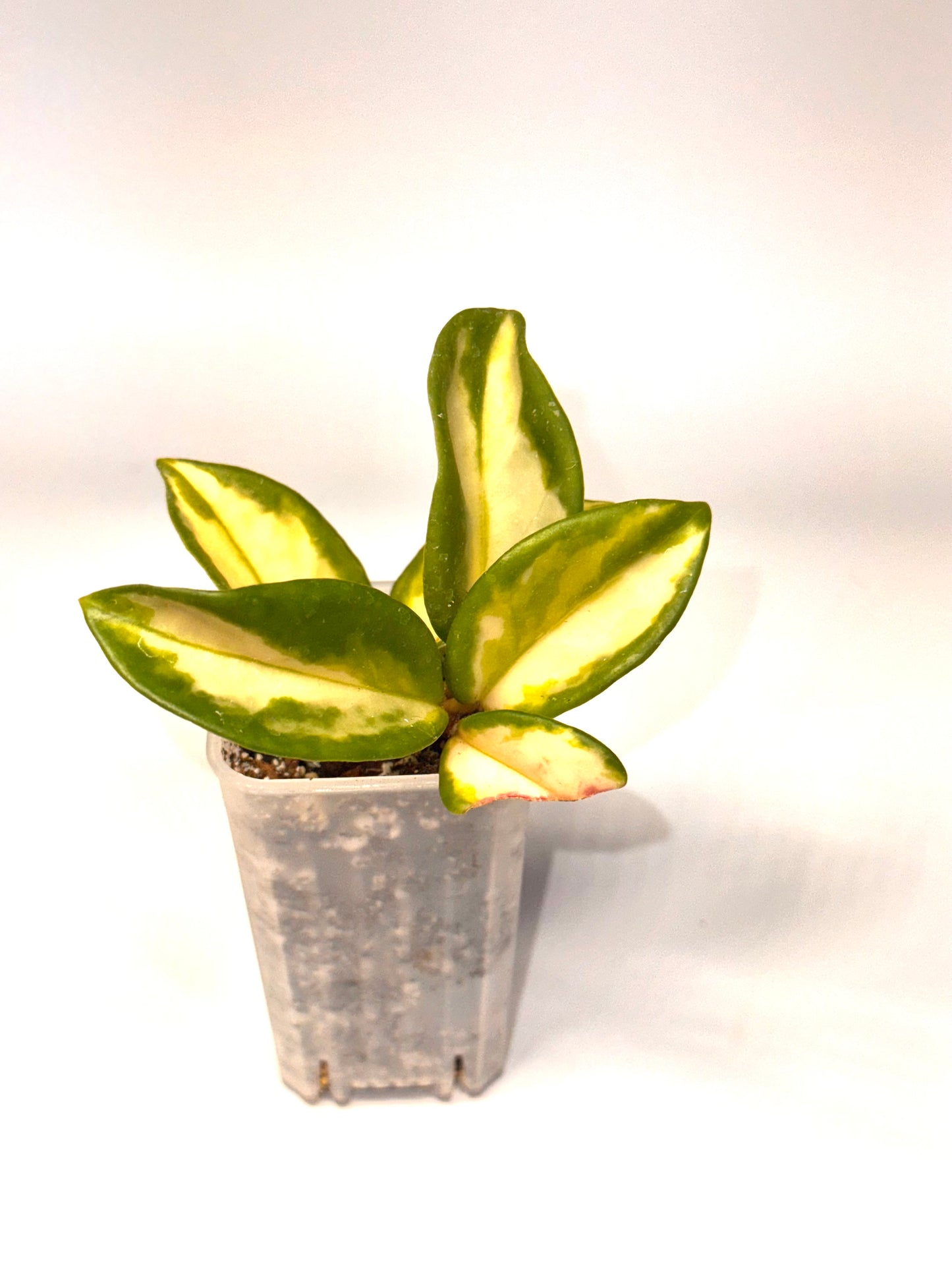Hoya Lacunosa Tricolor