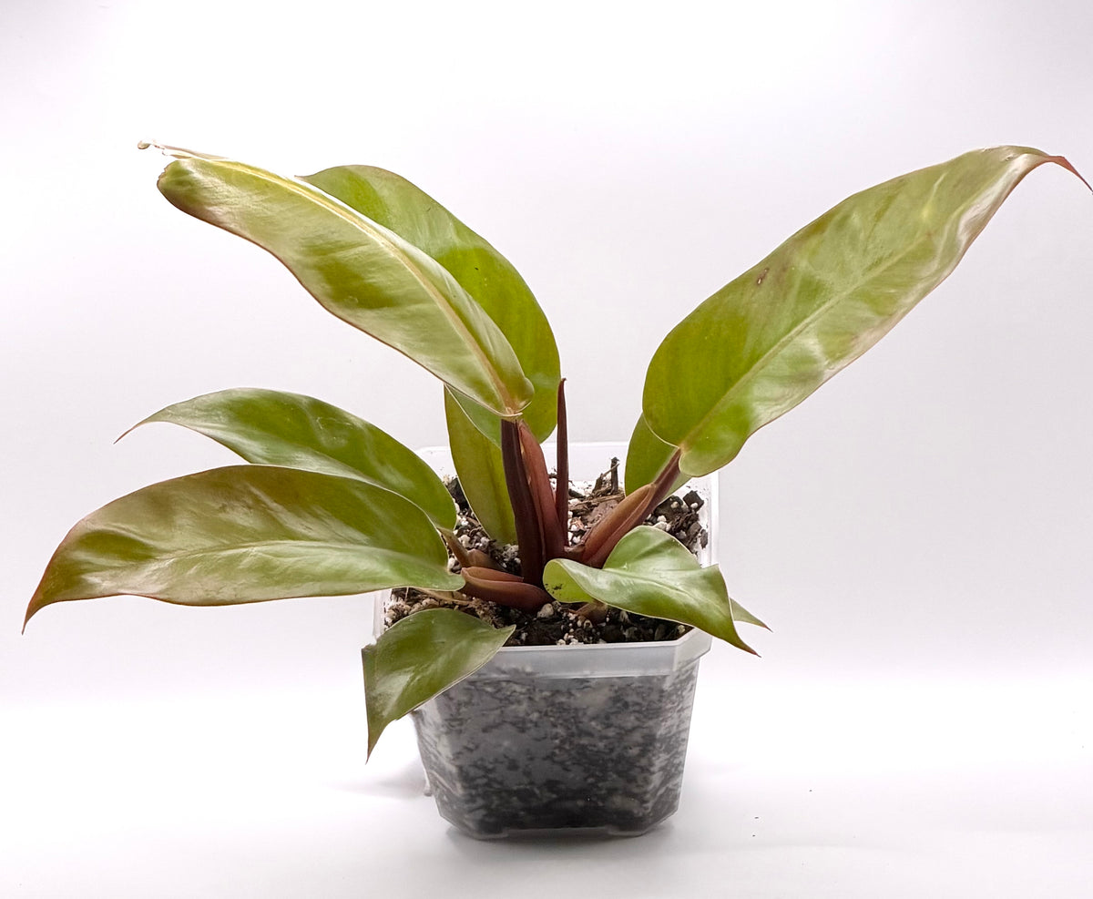 Philodendron Prince of Orange | Established 4-Inch Pot