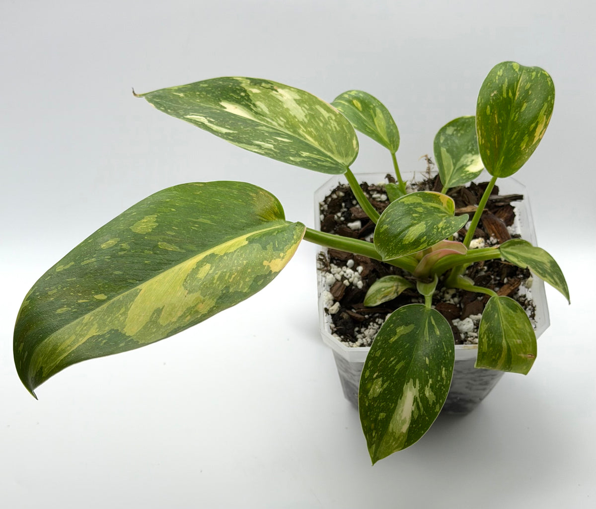 Philodendron Nuclear Green Congo | Established 4-Inch Pot