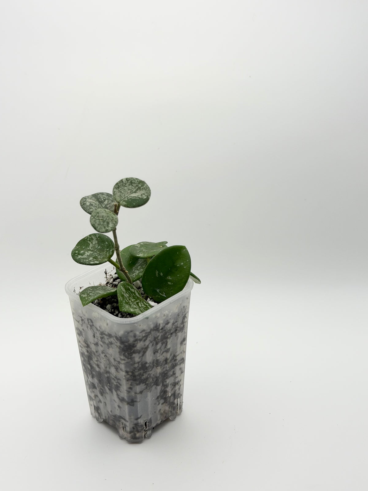 Hoya Mathilde Splash
