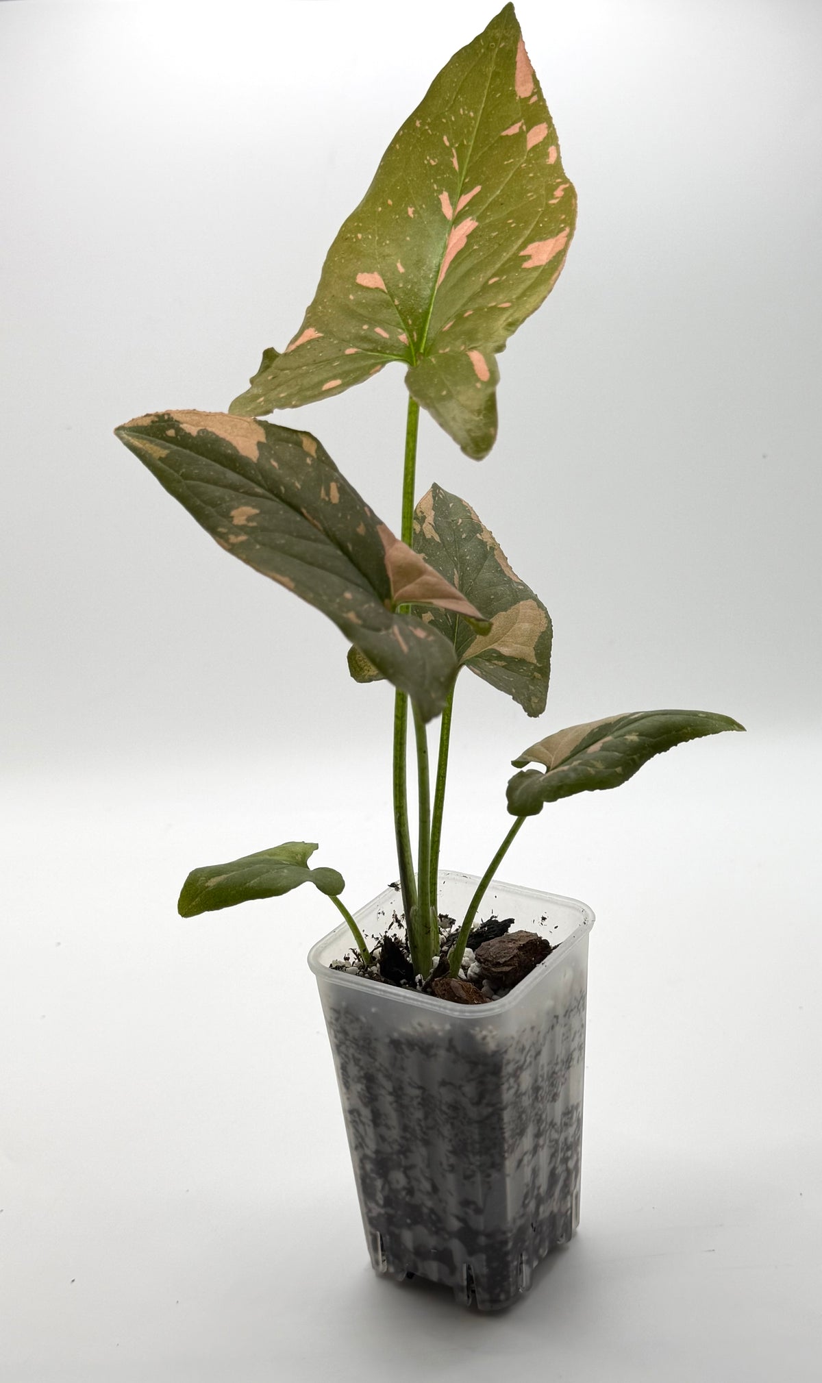 Syngonium Pink Dark Form Starter | 2-Inch Pot
