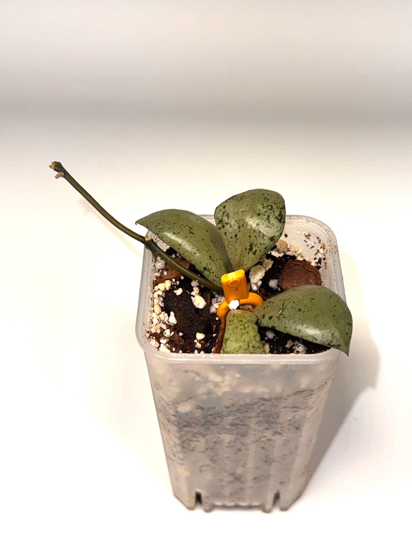 Hoya Lacunosa Sulcata