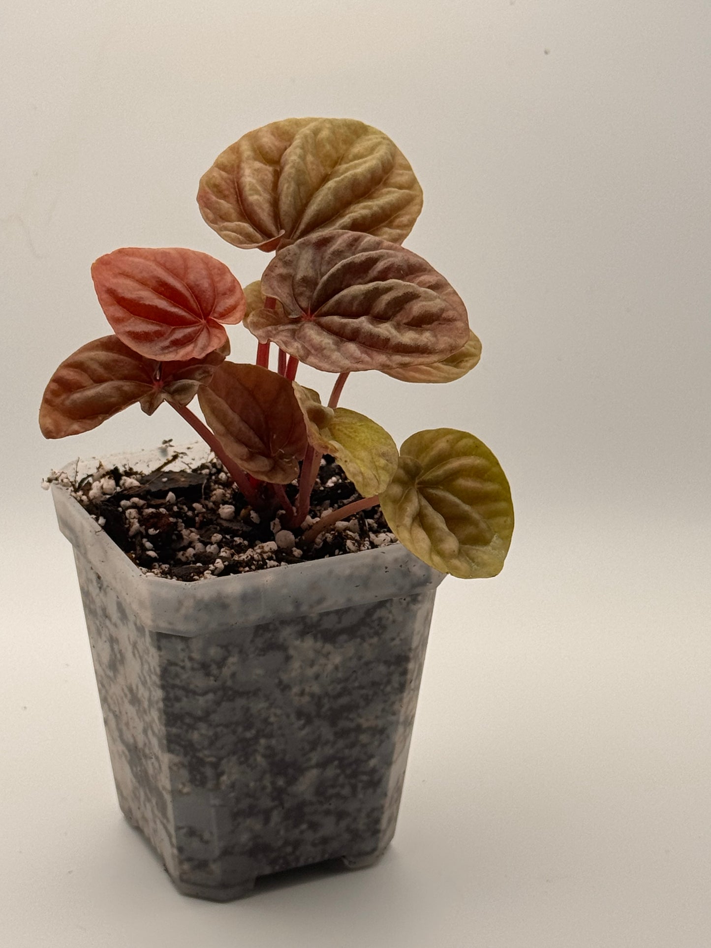 Peperomia Caperata 'Quito'