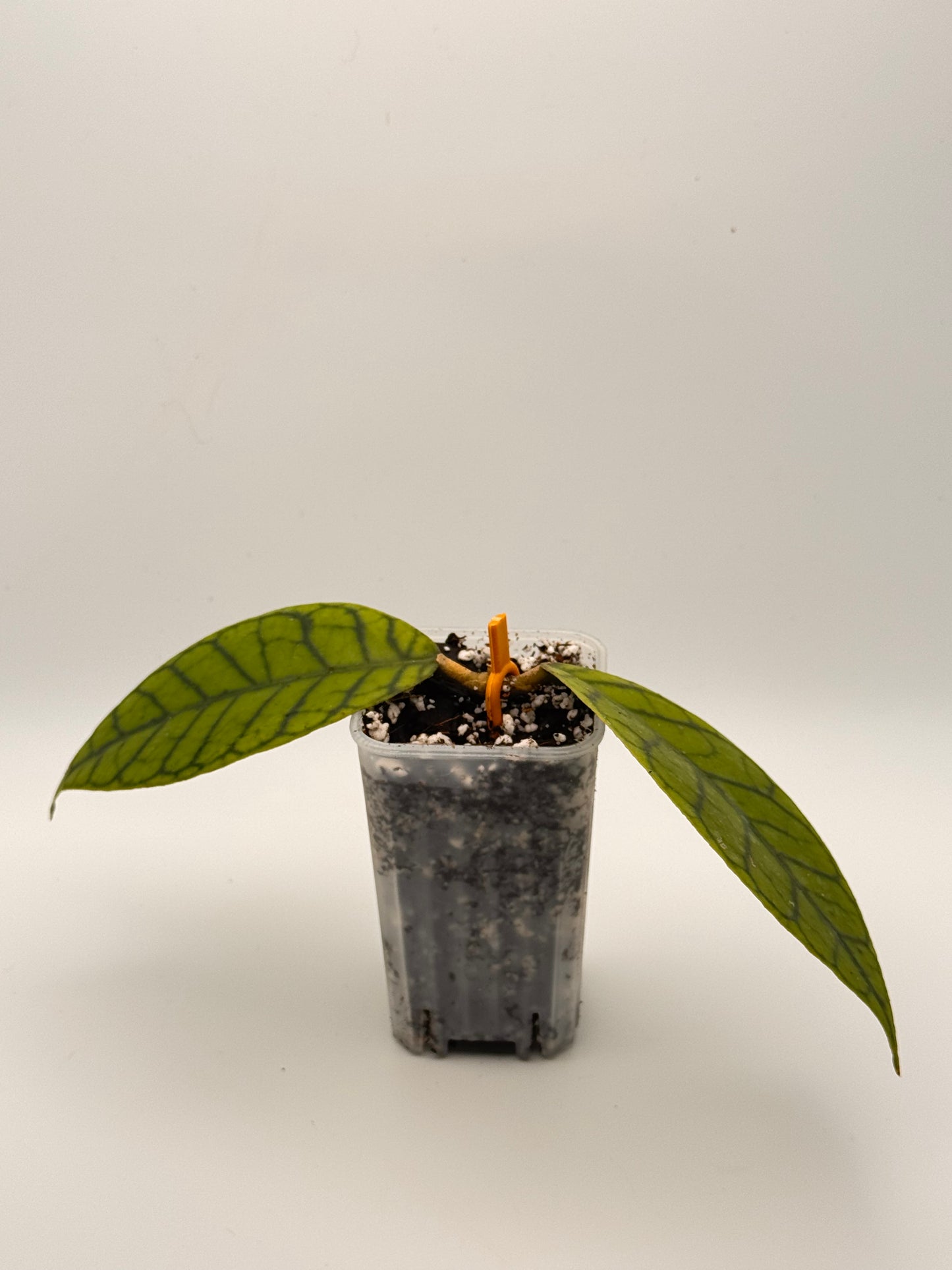 Hoya Callistophylla