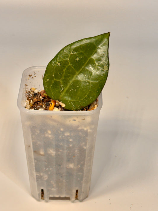 Hoya Parasitica Dark Margin