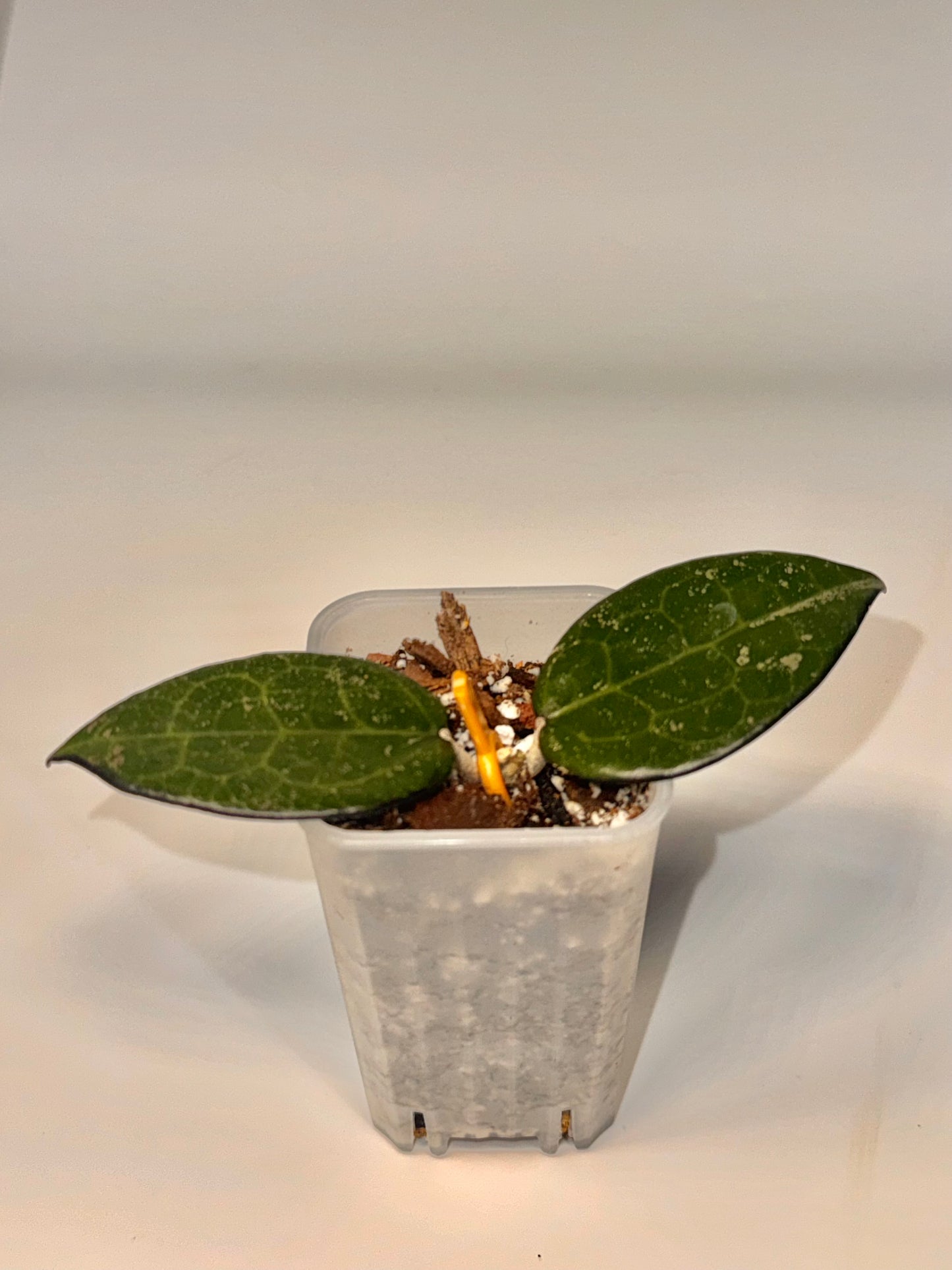 Hoya Parasitica Dark Margin