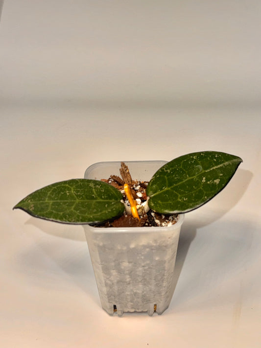 Hoya Parasitica Dark Margin