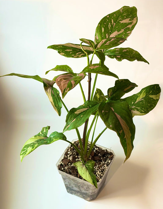 Syngonium Pink Dark Form | Established 4-Inch Pot