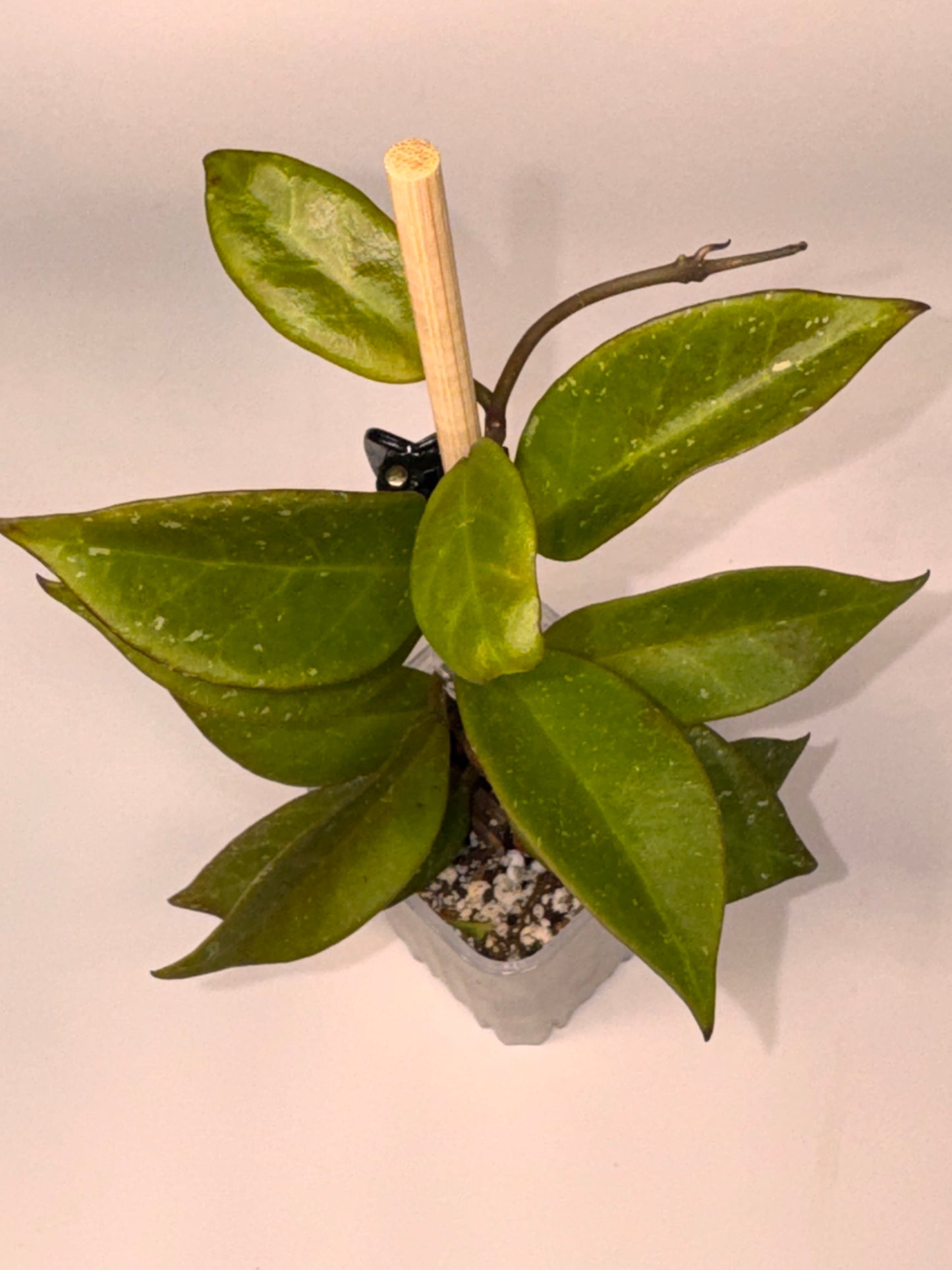 Hoya Sunrise