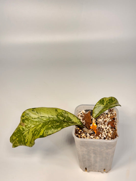 Hoya Crassipetiolata x Michele