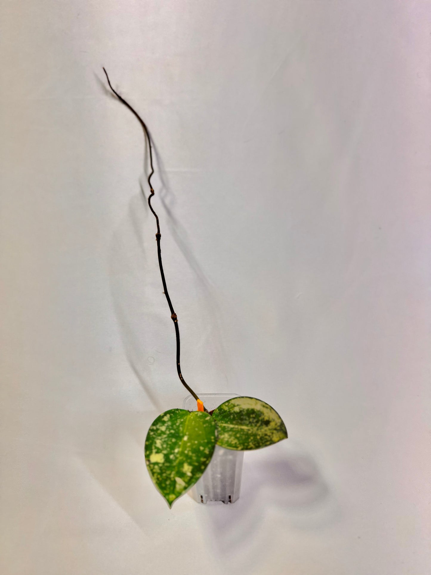 Hoya Verticillata Heartleaf Splash