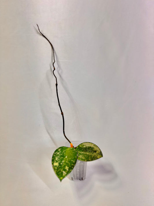 Hoya Verticillata Heartleaf Splash