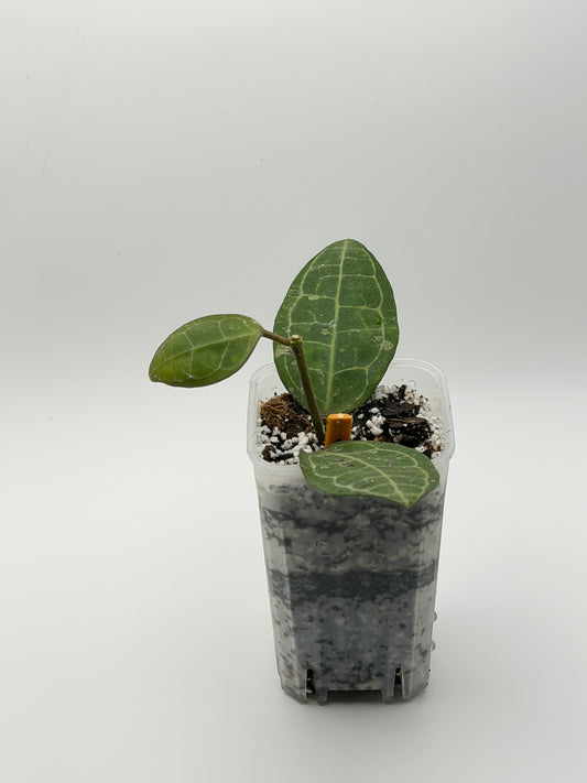 Hoya Elliptica Round Leaf