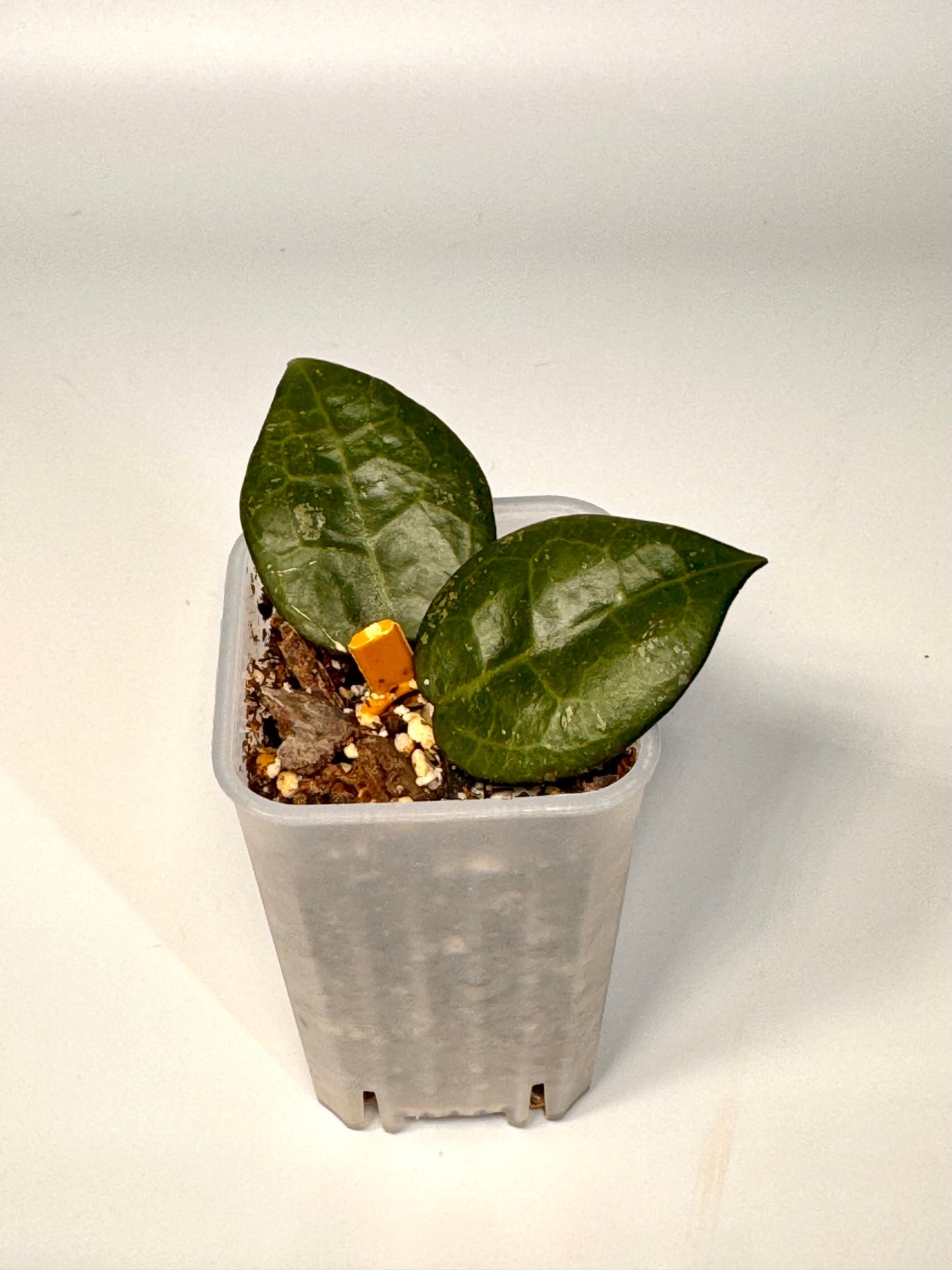 Hoya Parasitica Dark Margin