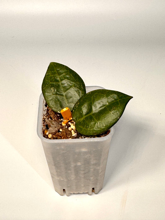 Hoya Parasitica Dark Margin