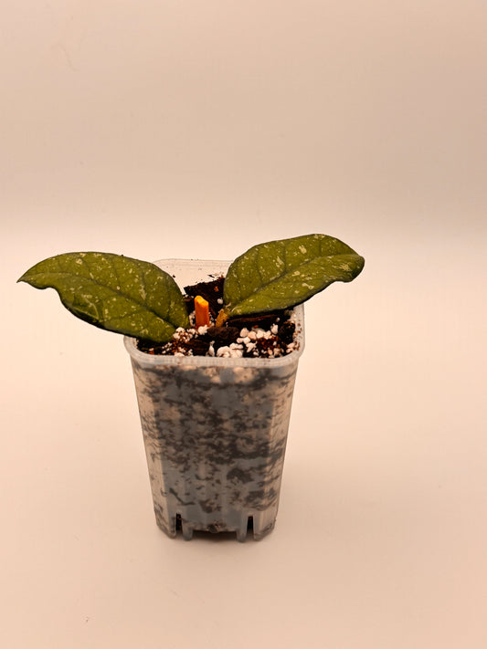 Hoya Crassipetiolata