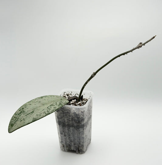 Hoya Pubicalyx Pink Silver Ghost