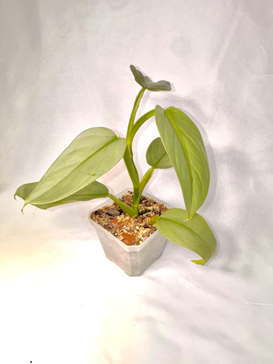 Philodendron Silver Sword