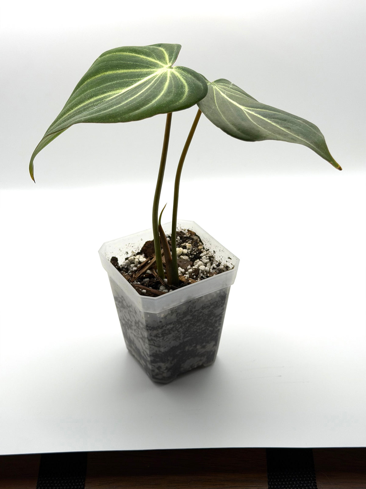 Philodendron Gloriosum Starter | 2-Inch Pot