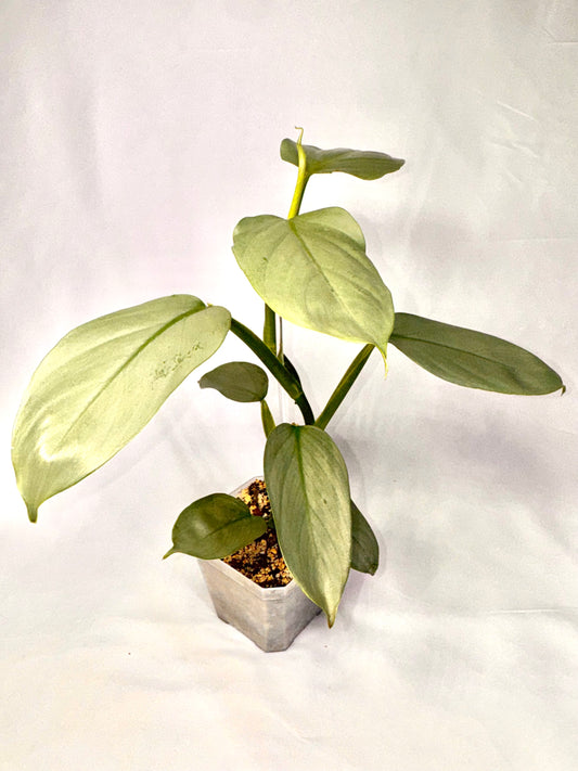 Philodendron Silver Sword