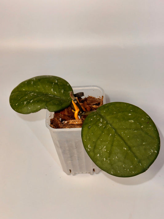 Hoya Obovata