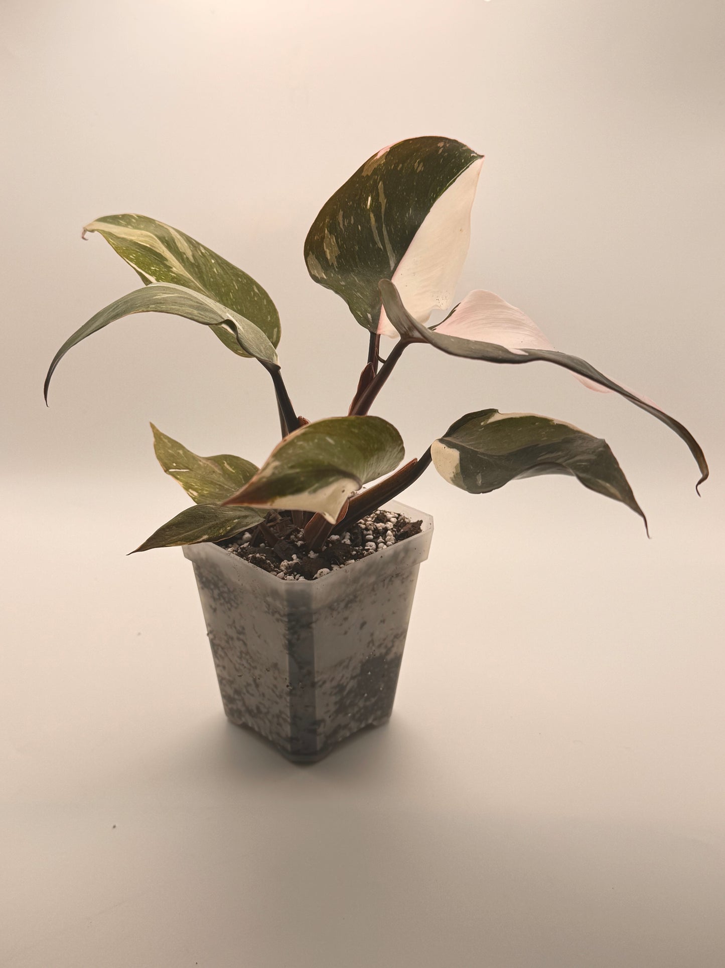 Philodendron Pink Princess 3" Pot – Bushy & Highly Variegated