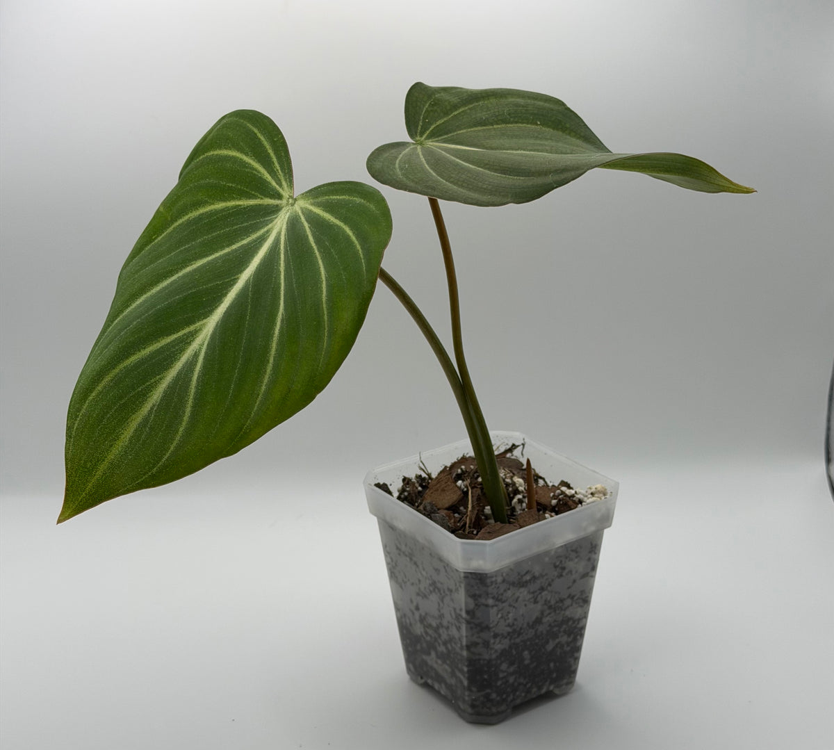 Philodendron Gloriosum Starter | 2-Inch Pot