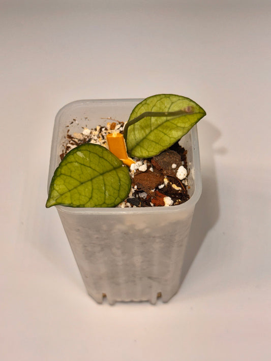 Hoya Crassipetiolata