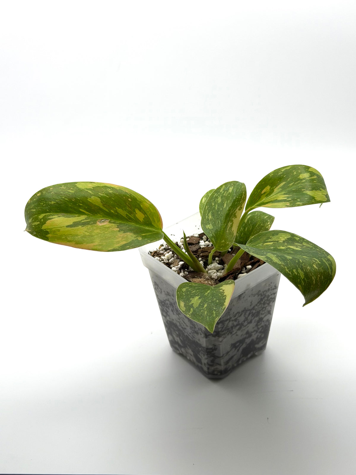 Philodendron Nuclear Green Congo Starter | 3-Inch Pot