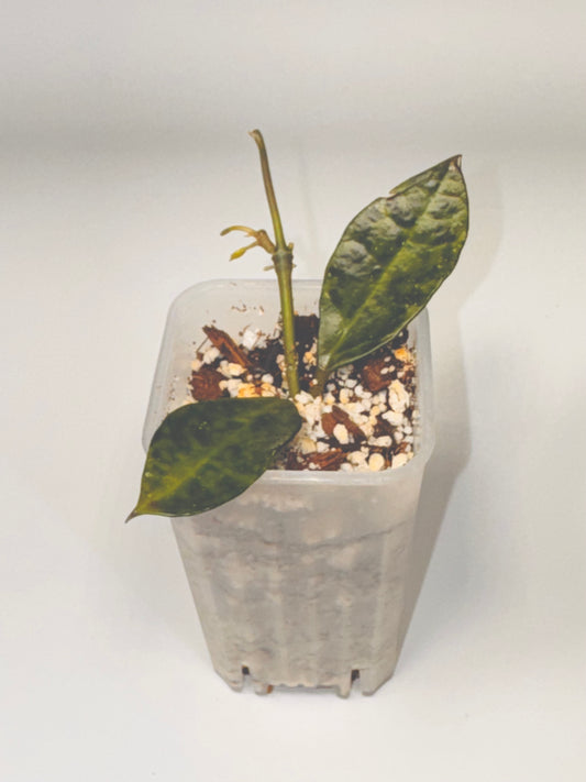 Hoya Amarillo