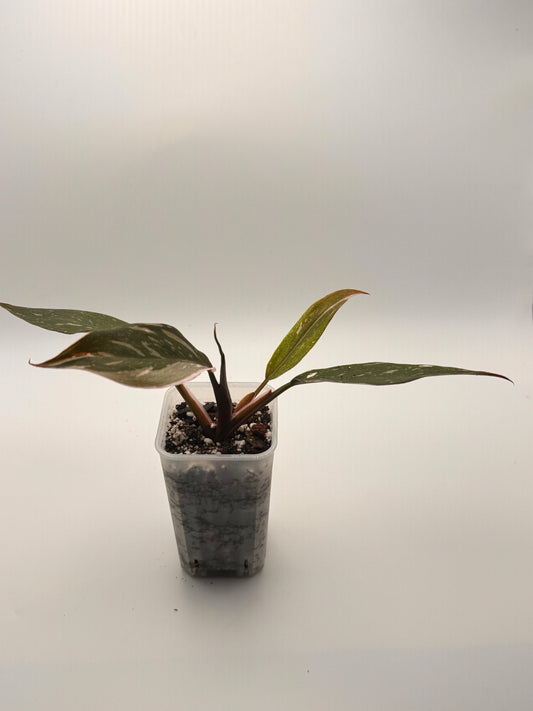Philodendron Pink Princess 2" Starter Pot