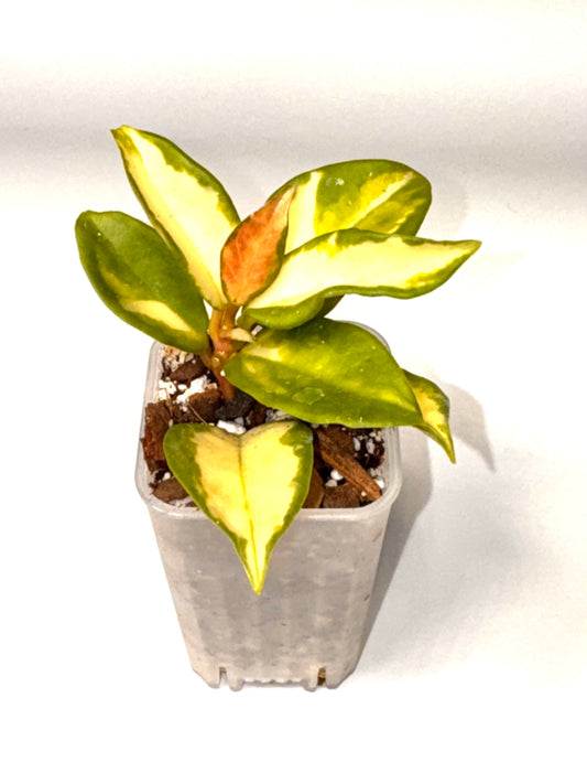 Hoya Lacunosa Tricolor
