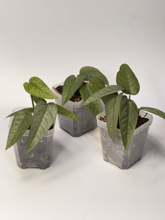 Cebu Blue Pothos - 3" Pot