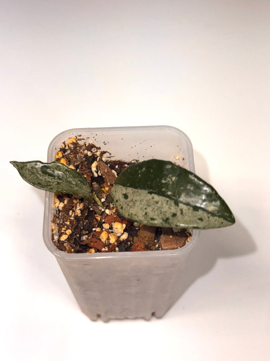 Hoya Wilbur Graves China