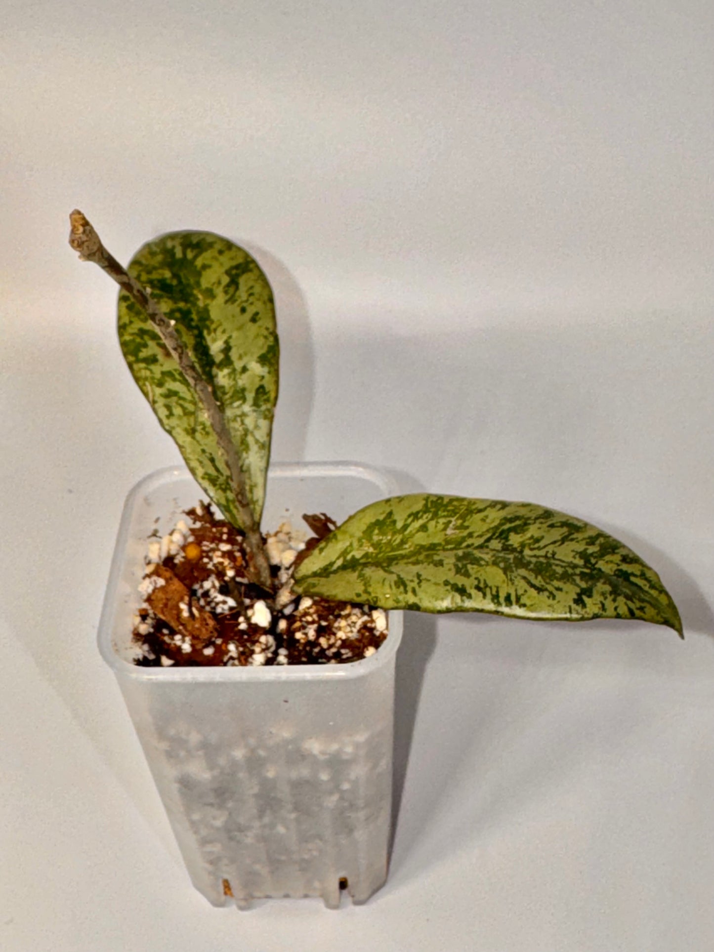 Hoya Crassipetiolata x Michele