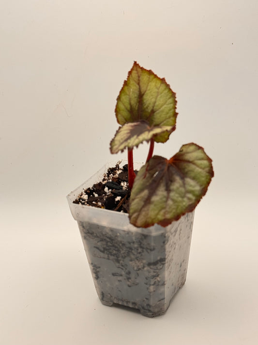 Rex Begonia 'Red Kiss'