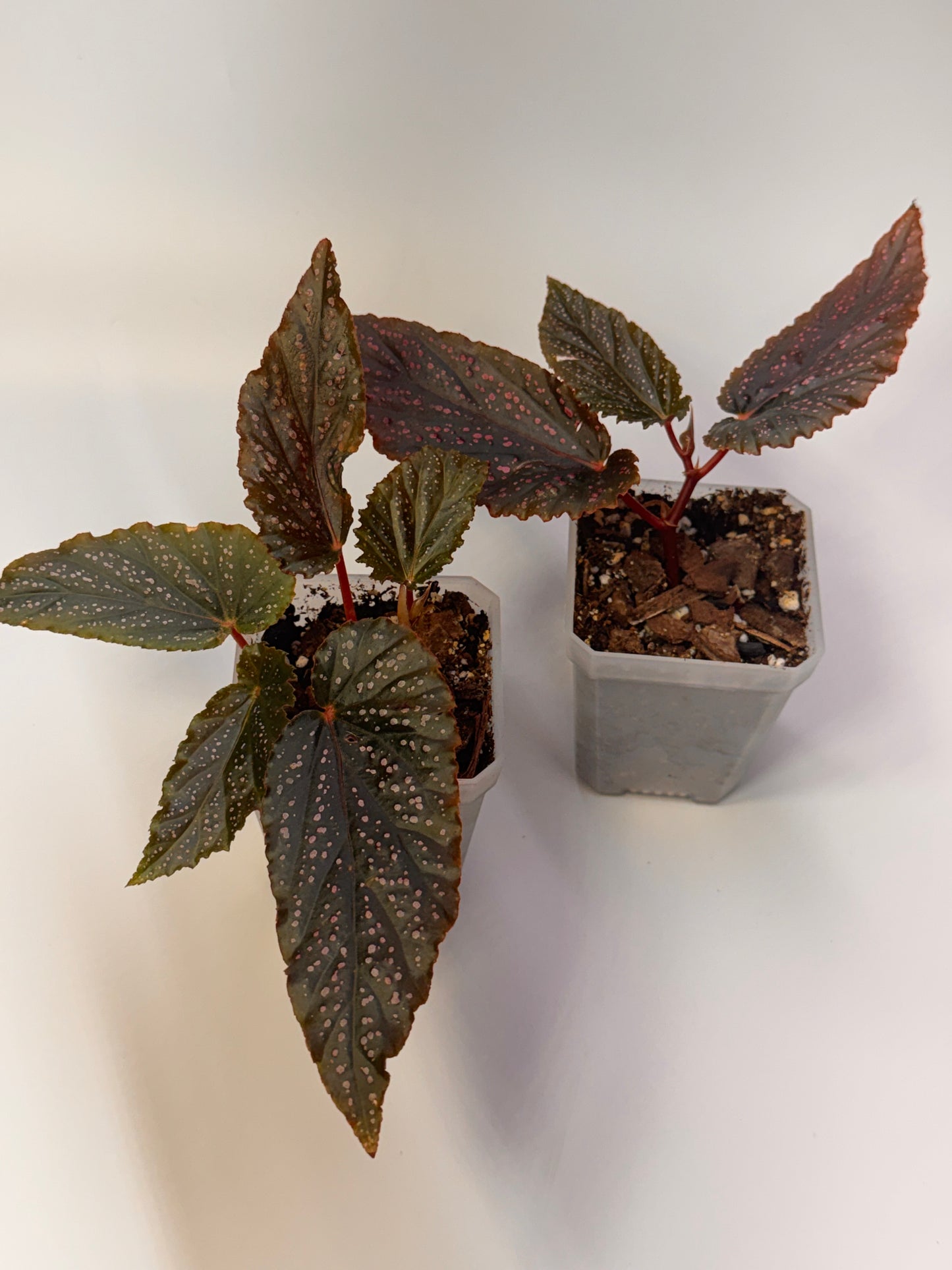 Begonia Benigo Pink Angel