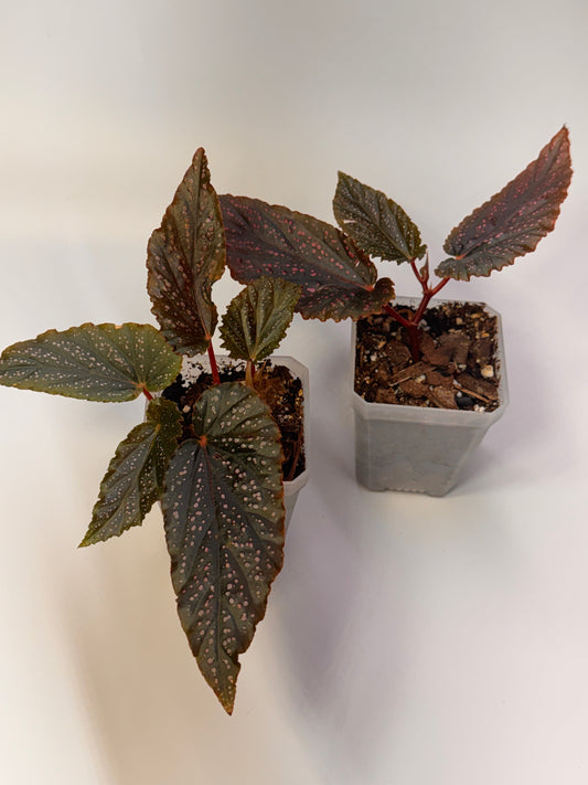 Begonia Benigo Pink Angel