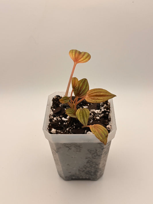 Peperomia Caperata 'Lima'