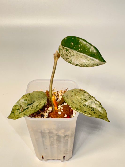 Hoya Wilbur Graves China